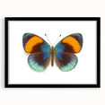 Framed wall art showcasing a colorful butterfly design, part of an insect and arachnid collection, with a sleek black frame and mat, ideal for home decor.