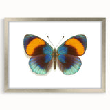 Framed wall art featuring a colorful butterfly design from the Insect and Arachnid collection, set in a sleek silver frame with a mat, ideal for enhancing modern decor.