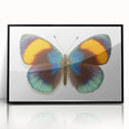 Framed wall art collection showcasing intricate butterfly and arachnid designs in vibrant colors, set in a sleek black frame, ideal for nature-themed decor.