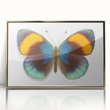 Framed wall art featuring an intricate butterfly design from the Insect and Arachnid collection, showcasing vibrant colors and elegant gold accents, perfect for nature enthusiasts.