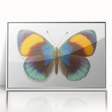 Framed wall art featuring a colorful butterfly design surrounded by intricate insect and arachnid illustrations, displayed with a white frame for a modern aesthetic. Ideal for nature lovers and home decor enthusiasts.