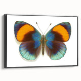 Framed canvas wall art featuring a colorful butterfly design from the Insect and Arachnid collection, displayed against a black backdrop for a striking contrast.