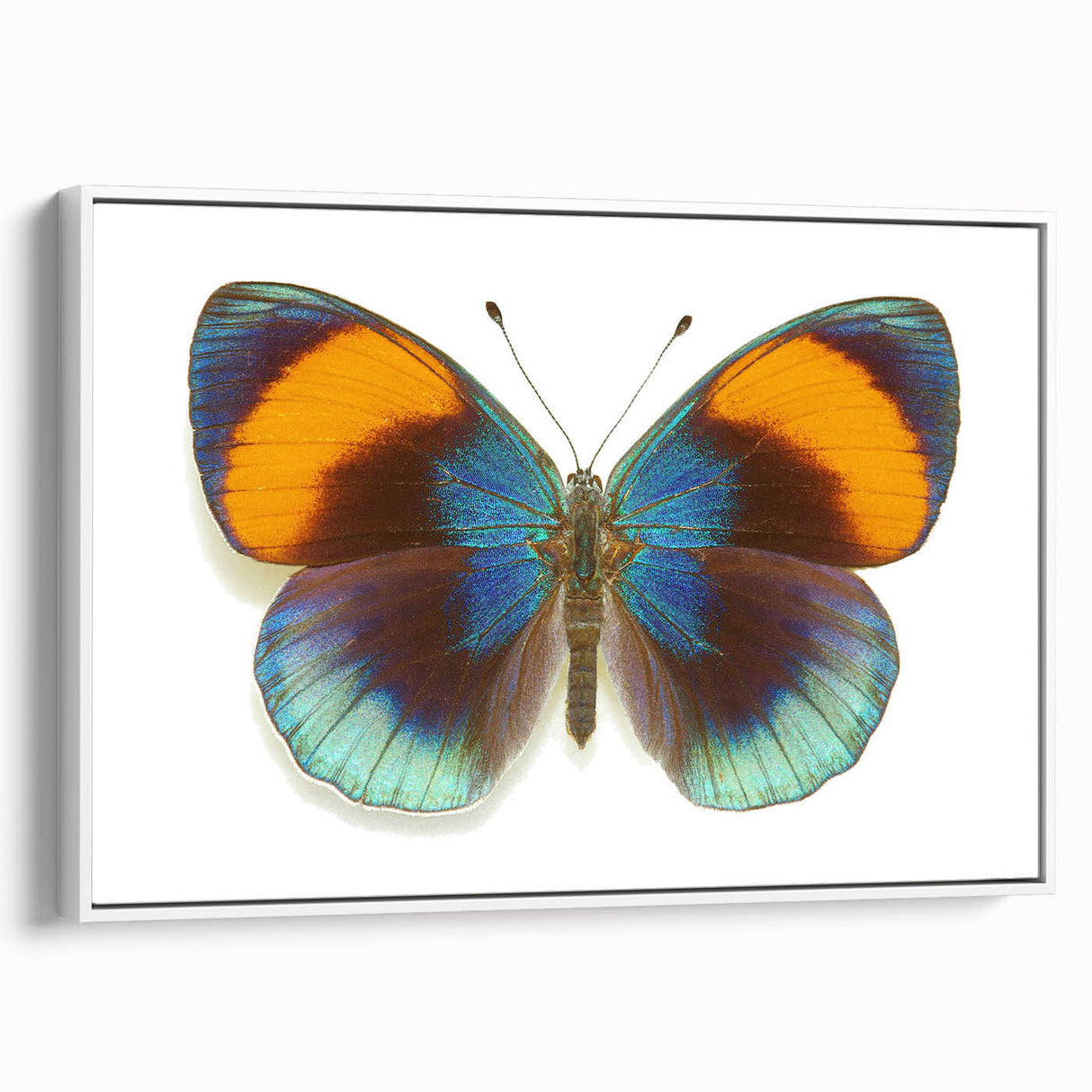 Framed wall art featuring a vibrant butterfly design in a white frame, showcasing intricate details of the insect and arachnid collection, perfect for nature enthusiasts and home decor.