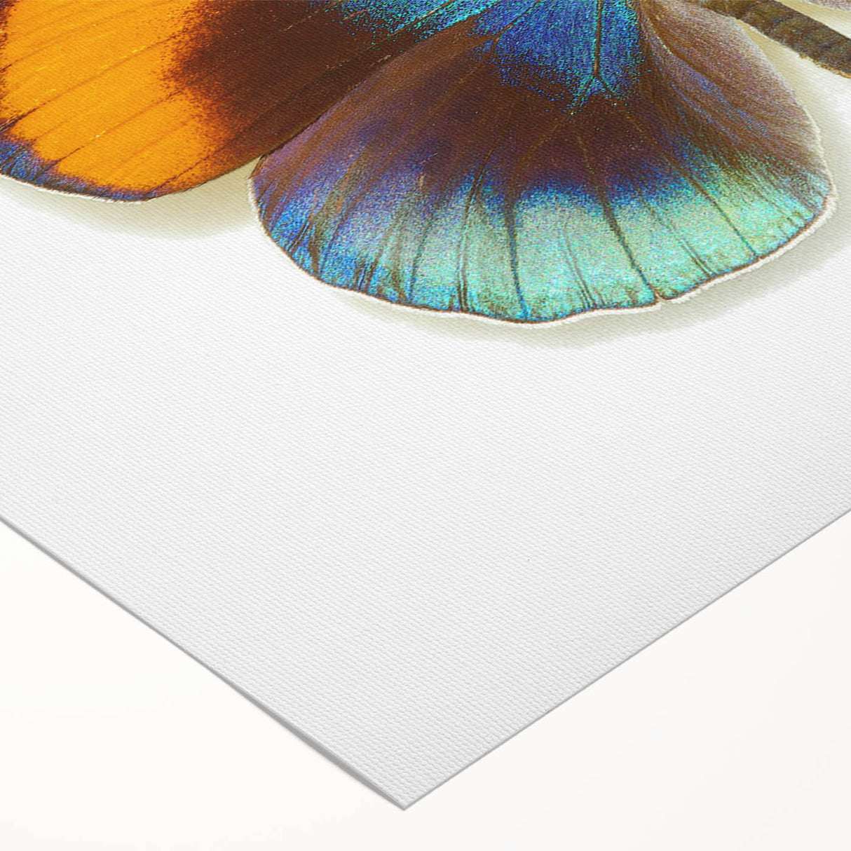 Vibrant rolled canvas wall art showcasing a detailed butterfly design, ideal for insect enthusiasts and nature lovers, featuring vivid colors and intricate patterns. Perfect for adding a unique touch to home decor.