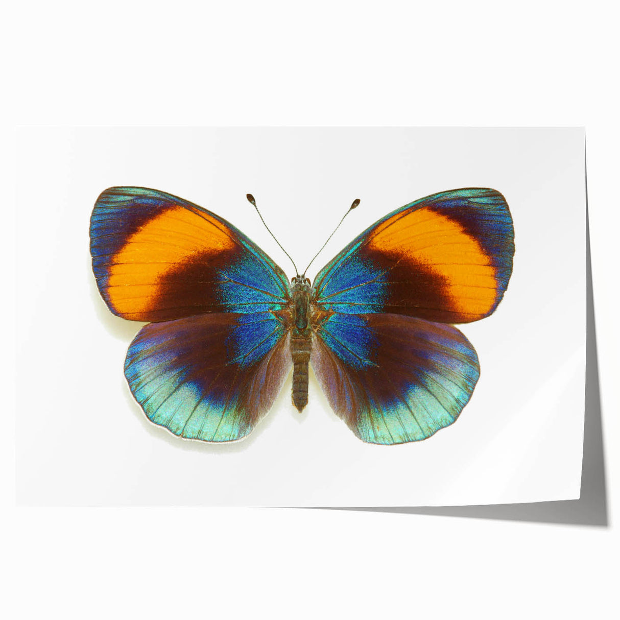 Colorful butterfly wall art print showcasing intricate insect and arachnid designs, perfect for nature enthusiasts and home decor lovers, rolled for easy framing.