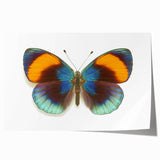Colorful butterfly wall art print showcasing intricate insect and arachnid designs, perfect for nature enthusiasts and home decor lovers, rolled for easy framing.