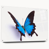 Colorful butterfly design wall art collection displayed in acrylic glass frame, featuring intricate insect and arachnid illustrations, ideal for nature enthusiasts.
