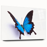 Colorful butterfly wall art collection displayed in acrylic glass, showcasing intricate insect and arachnid designs, ideal for modern home decor accents.