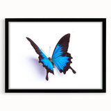 Framed wall art collection featuring a detailed butterfly and arachnid design, showcasing vibrant colors on a black mat, ideal for nature-inspired decor.
