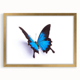 Elegant gold-framed wall art showcasing a vibrant butterfly and arachnid design, perfect for adding a touch of nature-inspired decor to any space. The intricate details and colorful illustrations make it a striking focal point for art enthusiasts and nature lovers alike.