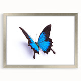 Elegant silver-framed wall art featuring a detailed butterfly and arachnid design, ideal for nature lovers and home decor enthusiasts, showcasing vibrant colors and intricate patterns. This 18-inch collection piece adds a unique touch to any room, blending artistic flair with a love for insects.
