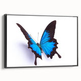 Framed canvas wall art featuring a vibrant butterfly design from the Insect and Arachnid collection, showcased in black framing, enhancing any decor.