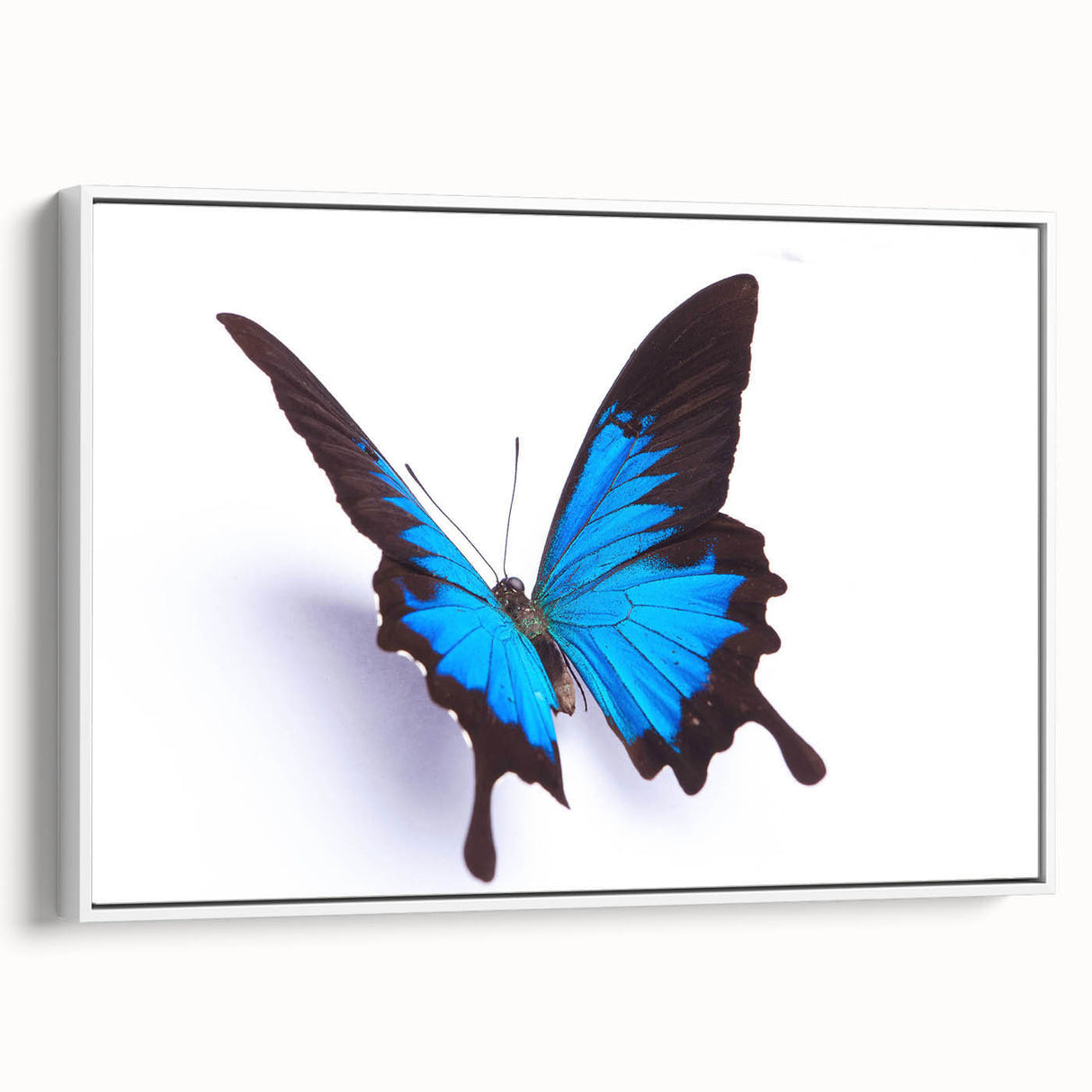Framed canvas wall art showcasing a vibrant butterfly design with intricate details, set against a white background, ideal for enhancing modern decor aesthetics.