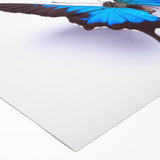 Colorful butterfly design wall art on rolled canvas, showcasing intricate insect illustrations in vibrant hues, perfect for adding a whimsical touch to any room.