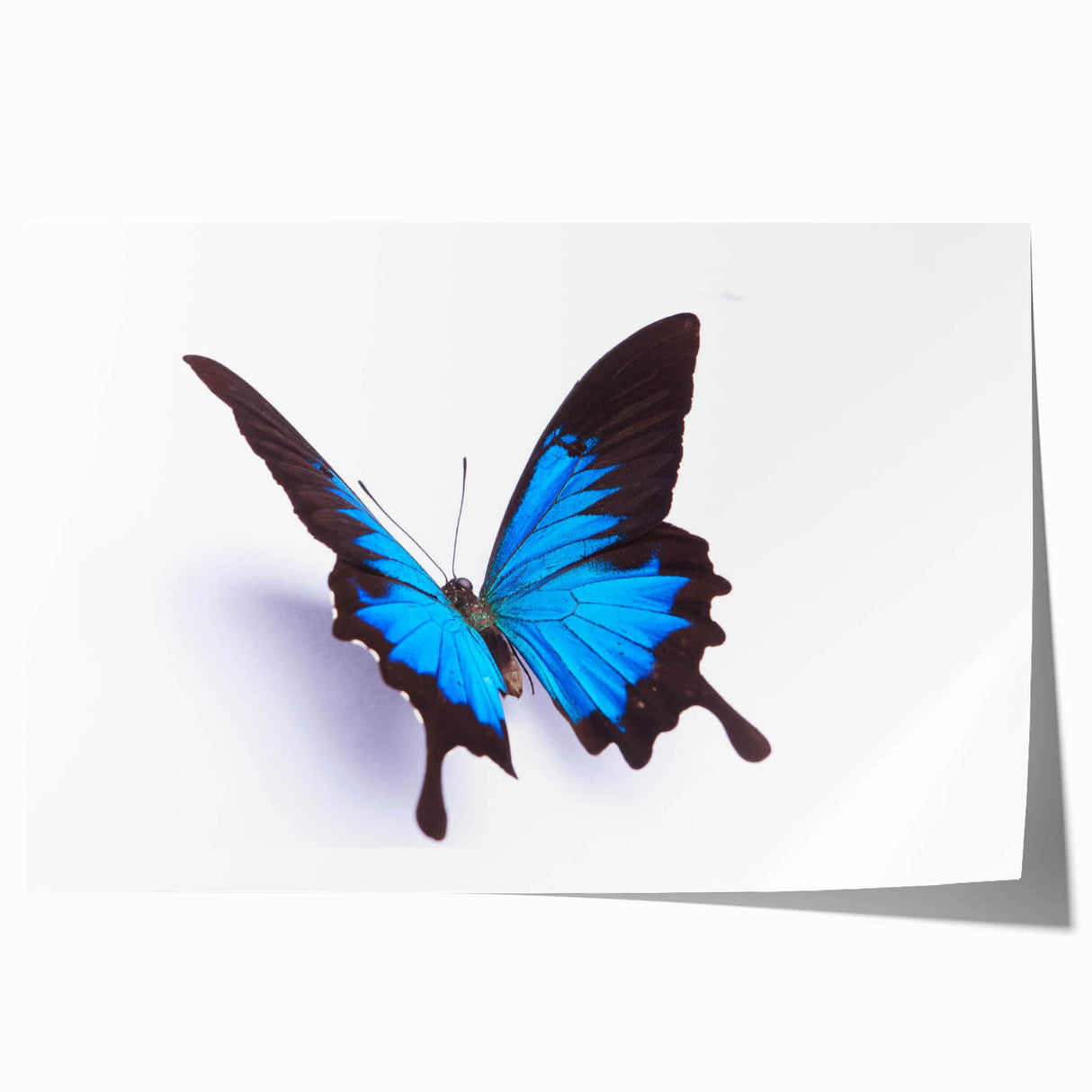 Colorful butterfly and insect wall art collection print showcasing intricate designs on a rolled canvas, perfect for nature-themed decor in any setting.