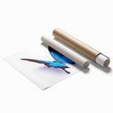 Colorful butterfly and insect wall art print showcasing intricate designs and vibrant colors, rolled and ready for display in home decor. Ideal for nature enthusiasts.