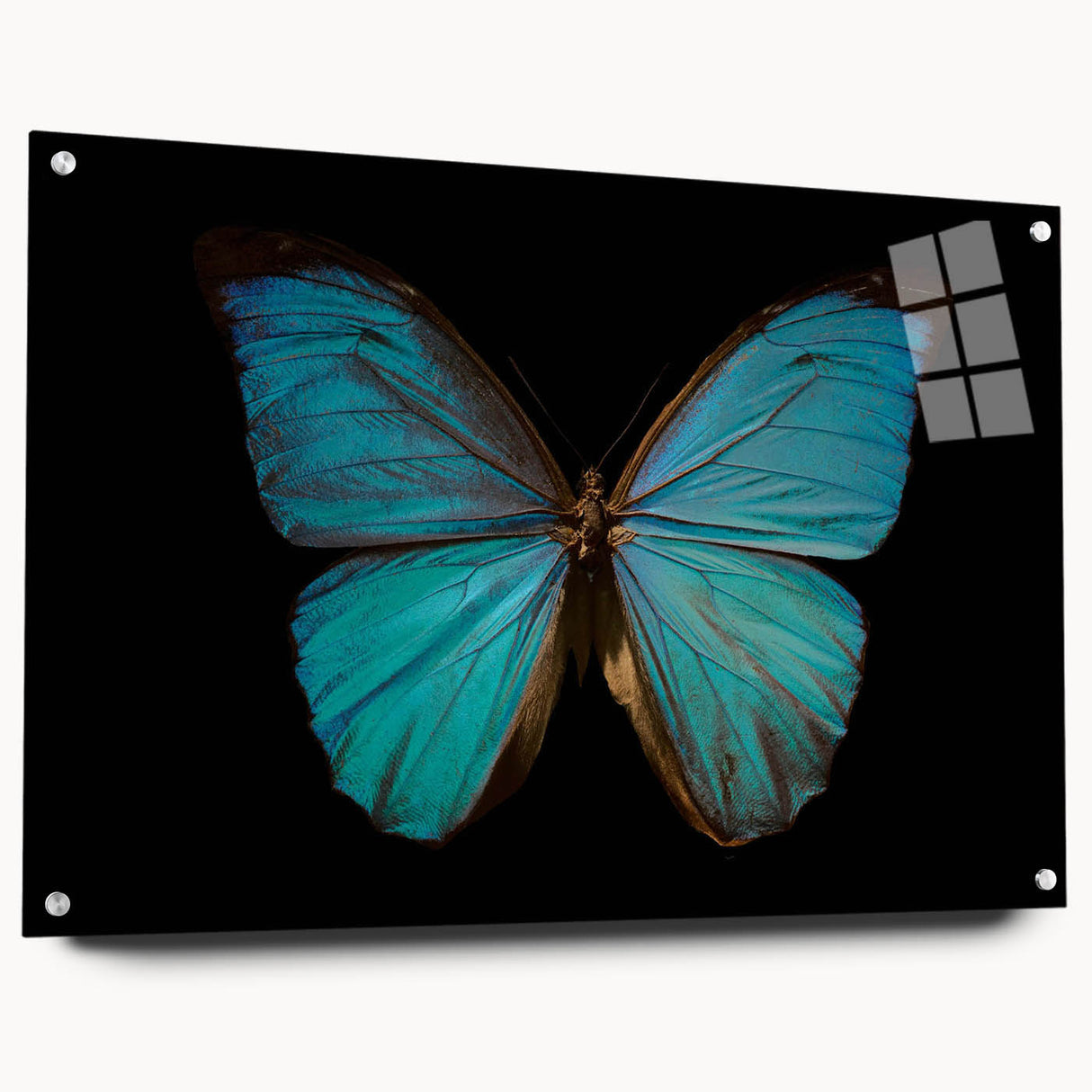 Acrylic glass wall art showcasing a vibrant butterfly design in a 24-piece insect and arachnid collection, side view with mounting pins visible, perfect for nature enthusiasts.