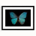 Framed butterfly and arachnid wall art collection showcasing intricate insect designs in vibrant colors, featuring a sleek black frame and mat for an elegant display.
