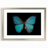 Framed wall art featuring a vibrant butterfly design from the insect and arachnid collection, with a sleek silver frame and mat, perfect for home decor.