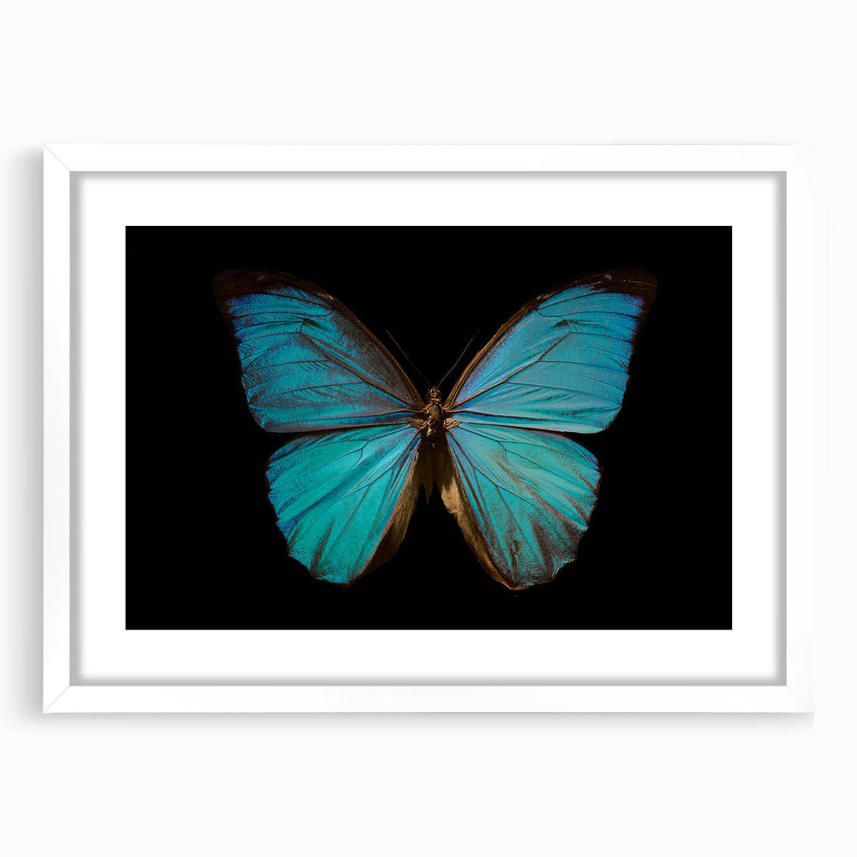 Butterfly-themed wall art collection framed in white, showcasing intricate insect and arachnid designs, perfect for enhancing modern decor with nature-inspired elegance.