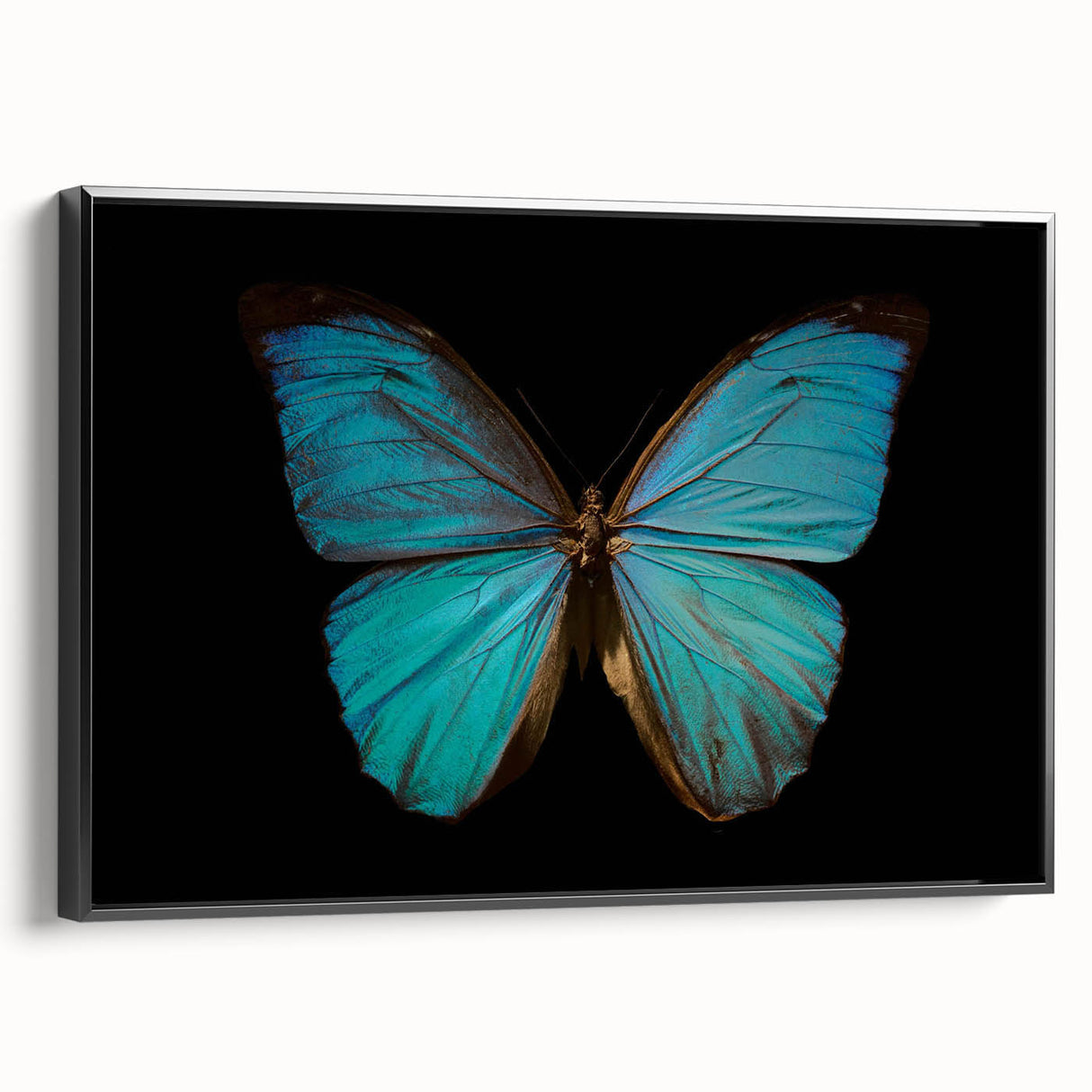 Framed wall art collection featuring a vibrant butterfly and arachnid design on canvas, displayed in a sleek black frame, adding a touch of nature-inspired decor.