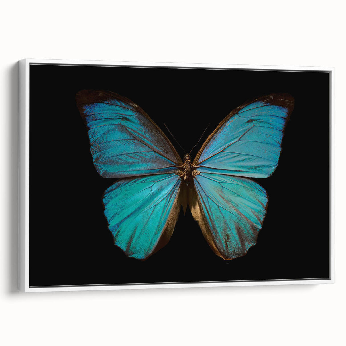 Framed canvas wall art showcasing a vibrant butterfly design, ideal for insect enthusiasts. The piece features a white frame, adding elegance to any decor, and measures 24 inches, perfect for home or office decoration.