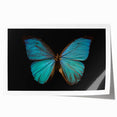 Colorful butterfly and insect wall art print showcasing intricate designs and vibrant hues, perfect for home decor or educational purposes, rolled for easy display.
