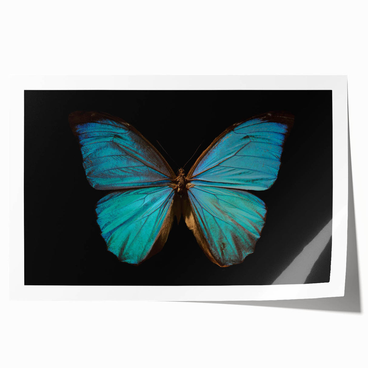 Colorful butterfly and insect wall art print showcasing intricate designs and vibrant hues, perfect for home decor or educational purposes, rolled for easy display.
