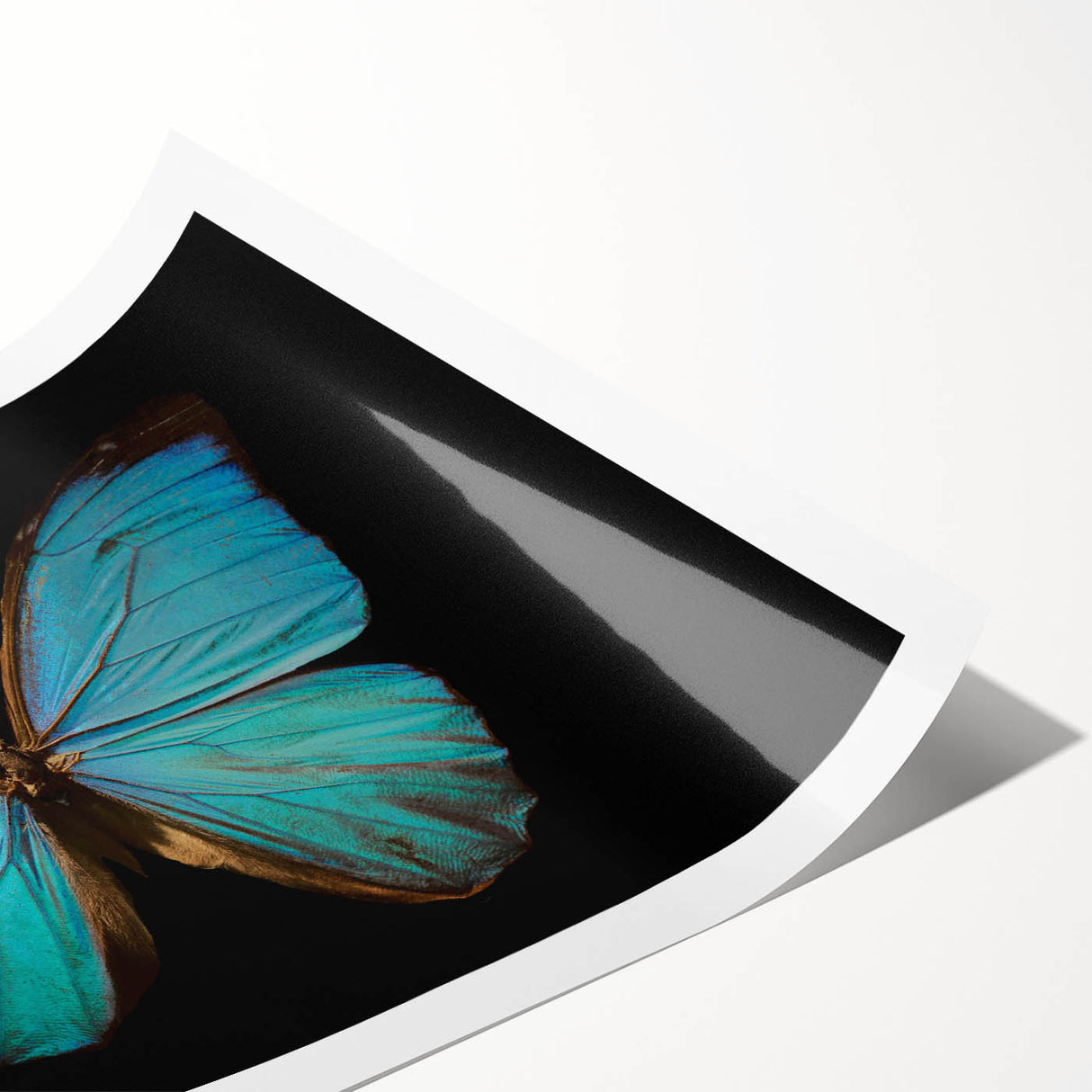 Colorful butterfly wall art featuring intricate insect and arachnid designs, ideal for home decor or educational purposes, rolled for easy transport and display.