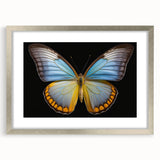 Framed wall art featuring a detailed butterfly and insect design in a silver frame with a mat, perfect for enhancing home decor with nature-inspired elegance.