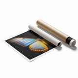 Colorful butterfly wall art print showcasing intricate insect and arachnid designs, rolled and ready for display, perfect for nature-inspired decor.