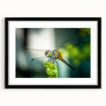 Framed wall art featuring a detailed dragonfly design in vibrant colors, set against a sleek black mat, perfect for nature enthusiasts and modern decor.
