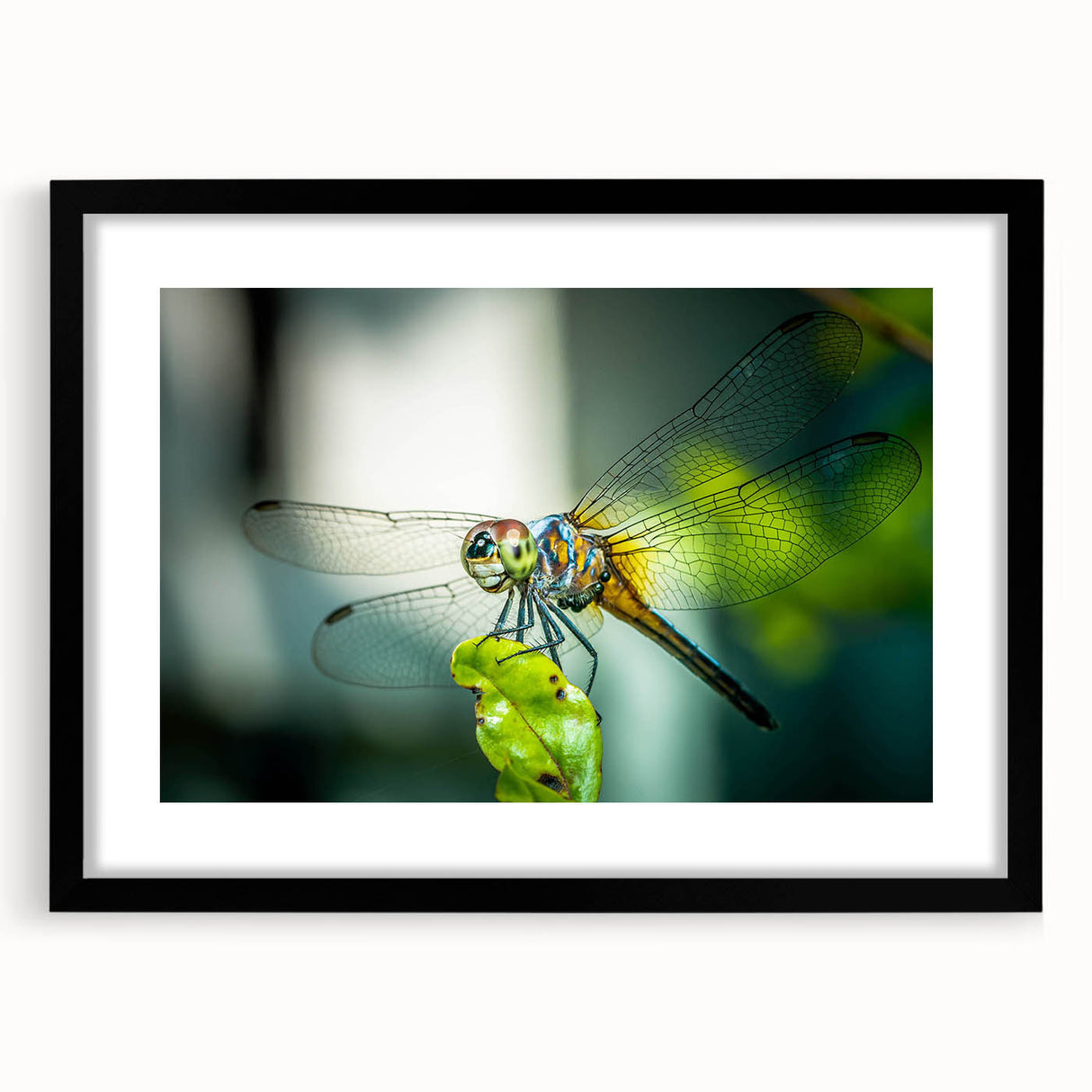 Framed wall art featuring a detailed dragonfly design in vibrant colors, set against a sleek black mat, perfect for nature enthusiasts and modern decor.