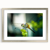 Framed wall art featuring a detailed dragonfly design, elegantly matted with a silver frame, ideal for nature-inspired home decor or insect-themed collection.