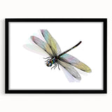 Framed wall art featuring a detailed dragonfly design from the Insect and Arachnid collection, showcasing vibrant colors and intricate features, set against a classic black frame with a mat. Ideal for nature lovers and home decor enthusiasts.