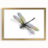 Framed wall art collection showcasing a dragonfly design, featuring intricate insect and arachnid details in gold accents, perfect for nature enthusiasts.