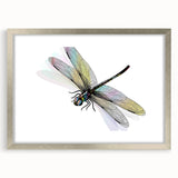 Dragonfly wall art collection framed with mat in silver, showcasing intricate insect and arachnid designs, perfect for nature-inspired home decor.