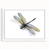 Framed dragonfly wall art design featuring intricate insect and arachnid illustrations, set in a white mat, ideal for nature-themed decor. Perfect for adding elegance and charm to any room.