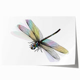 Colorful dragonfly wall art print showcasing intricate insect and arachnid designs, ideal for nature lovers and home decor enthusiasts, rolled for easy framing.