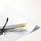 Dragonfly wall art print showcasing intricate insect and arachnid designs, featuring vibrant colors on a textured surface, perfect for home decor enthusiasts.