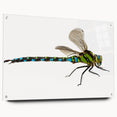 Acrylic wall art showcasing a detailed dragonfly design in vibrant colors, framed with stylish pins for an elegant display. Perfect for nature lovers and home decor enthusiasts.