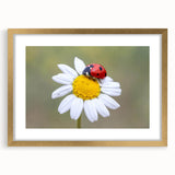 Framed wall art featuring a vibrant ladybug design, set in a gold frame with a mat. Perfect for adding a touch of nature-inspired elegance to home decor.