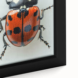 Close-up of a framed canvas featuring a colorful ladybug design, showcasing intricate details and vibrant hues, perfect for insect-themed decor or nature enthusiasts.
