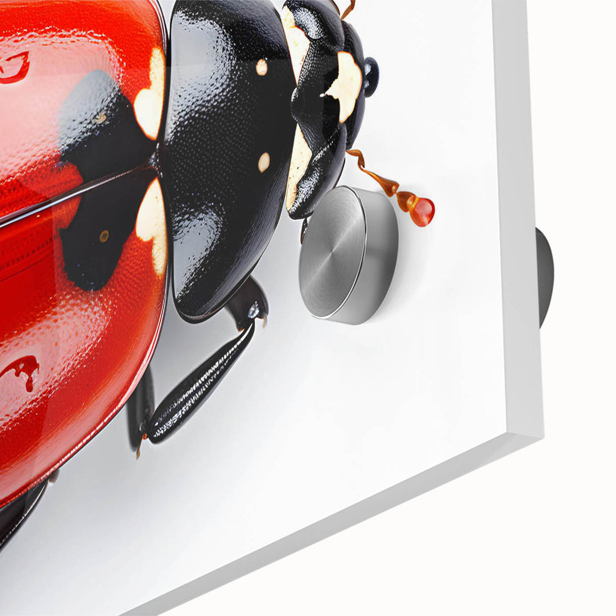 Close-up of a vibrant acrylic glass wall art collection featuring a detailed ladybug design, perfect for insect enthusiasts and modern home decor.