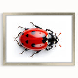 Framed wall art collection featuring a vibrant ladybug design, elegant silver frame, and mat, ideal for nature-themed decor and insect enthusiasts.
