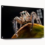Detailed acrylic glass wall art featuring a spider and insect design, showcasing vibrant colors and intricate details. Ideal for modern home decor or art collection.
