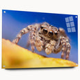 Acrylic wall art collection showcasing a colorful insect and arachnid spider design, displayed from the side with decorative pins, perfect for nature enthusiasts.