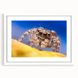 Framed wall art collection featuring a detailed insect and arachnid spider design with a white mat, showcasing intricate illustrations ideal for nature enthusiasts and home decor.
