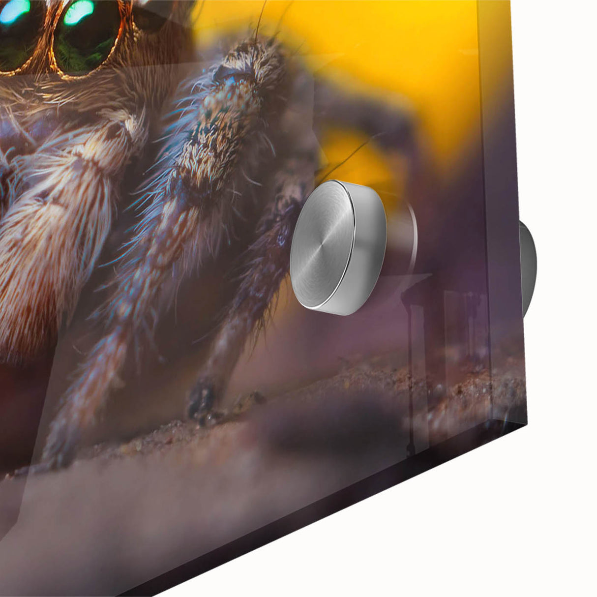 Close-up of a vibrant spider wall art design printed on acrylic glass, showcasing intricate details and vivid colors, perfect for insect enthusiasts and home decor.