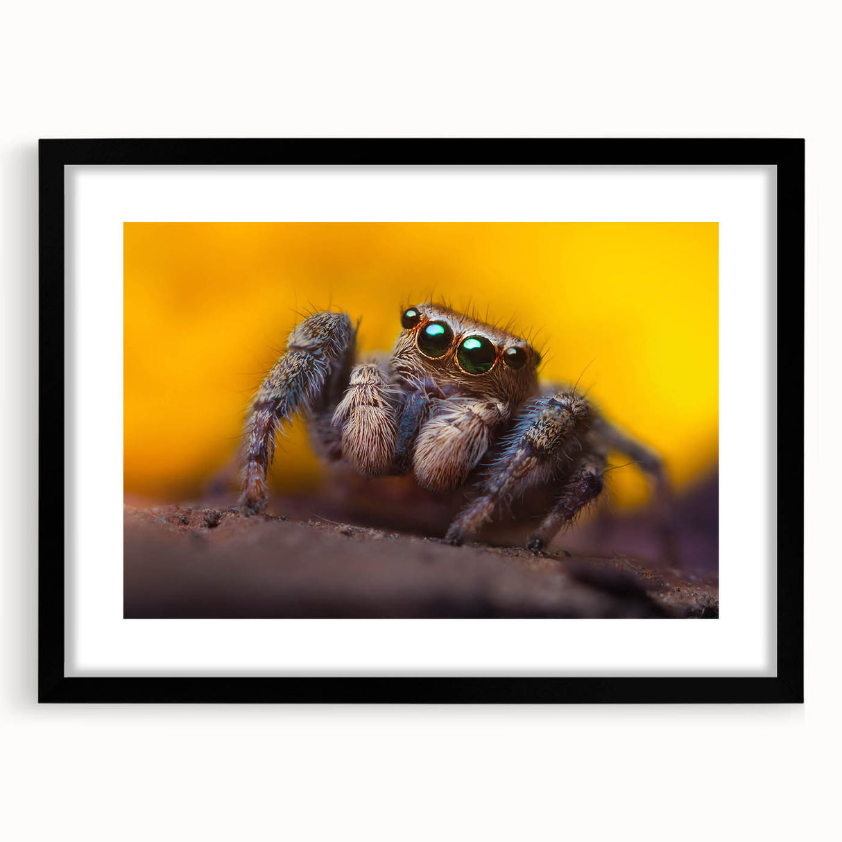 Framed wall art collection showcasing intricate insect and arachnid spider designs, featuring a sleek black frame and mat, perfect for nature enthusiasts and modern decor.